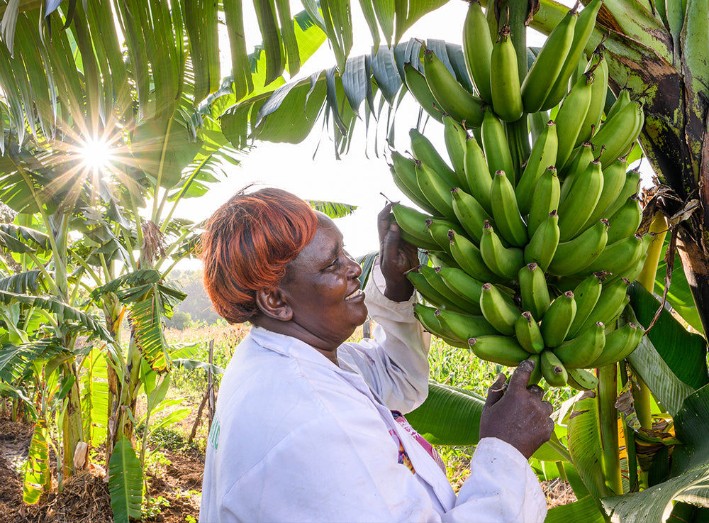 The sun shines down on a woman holding on to a large bushel of bananas from a tree.