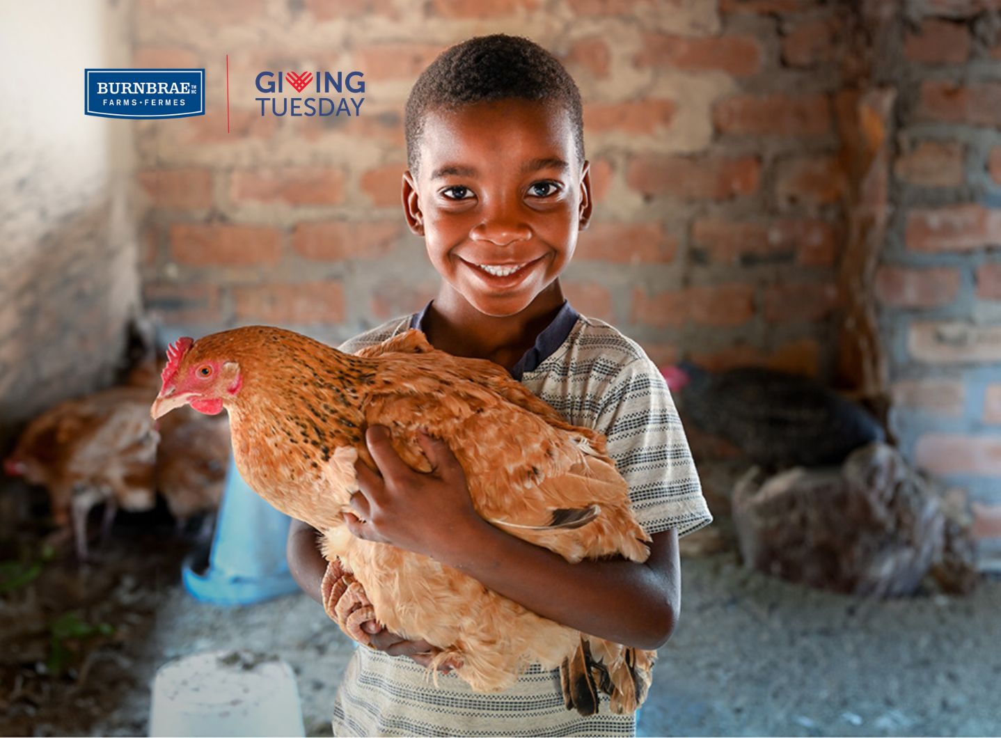 A little boy smiles as he holds a hen in his arms. The Giving Tuesday and Burnbrae Farms Logos are situated at the top left corner of the image.