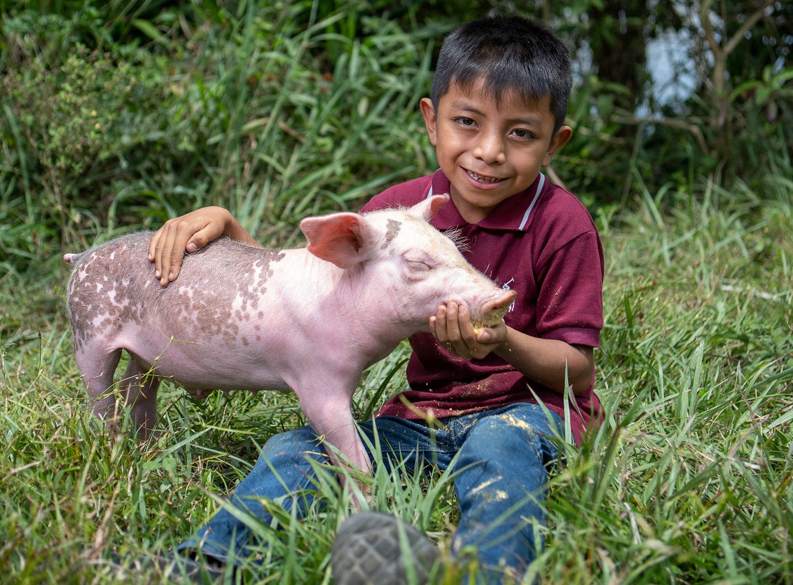 A smiling young boy in a burgundy T-shirt feeds a piglet.